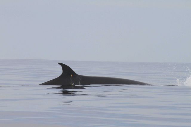 NOAA biologist targets sei whale for tissue sample. Picture