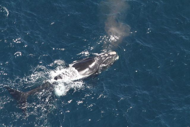 Arpeggio, born in 1997, taken by the NEFSC aerial survey team's Pete Duley. Picture