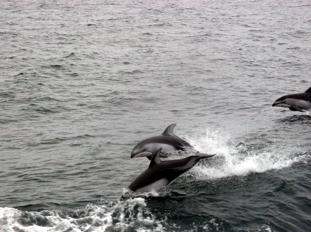 Leaping dolphins. Picture