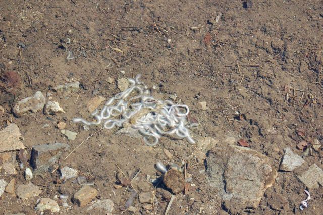 Weird worms or some similar creatures in the mountains of Kodiak Picture