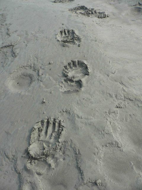 Bear tracks. Picture