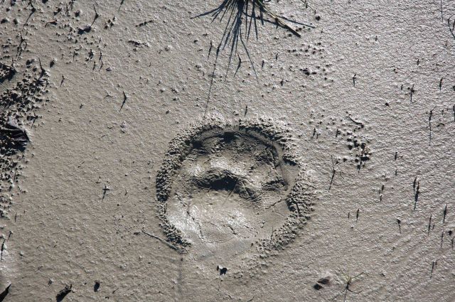 Bear track. Picture