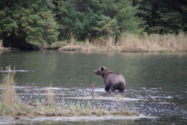 Brown bear fishing. Picture