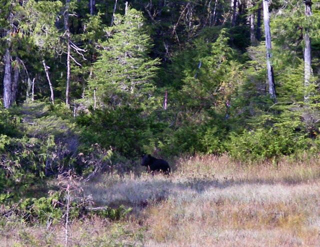 Black bear in the bushes. Picture