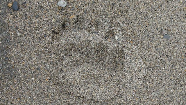 Bear footprint on a possibly dangerous beach. Picture