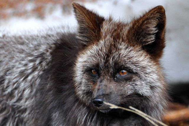 Arctic blue fox. Picture