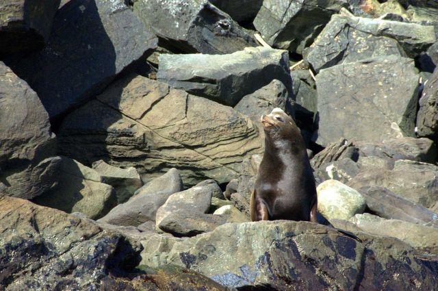 Northern fur seal. Picture