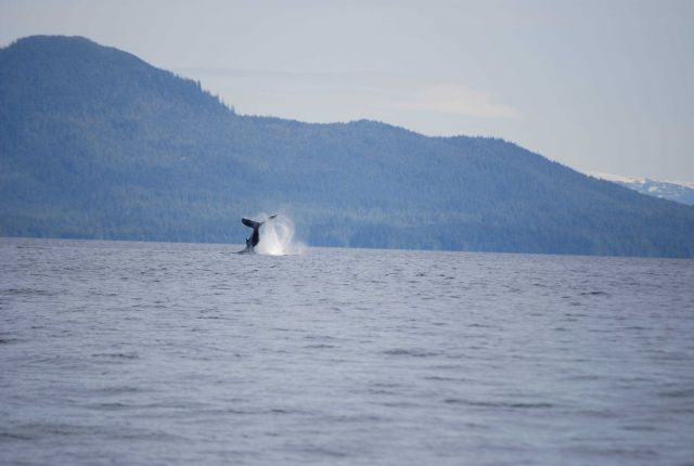 Whale breaching. Picture