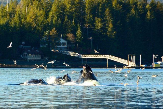 Humpback whales lunge feeding. Picture