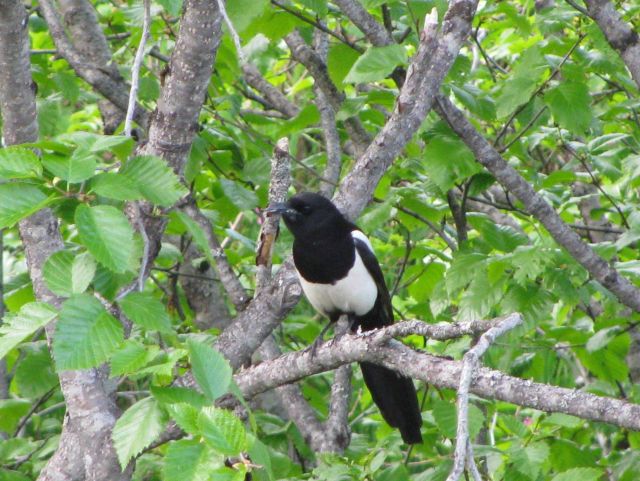 Black-billed magpie. Picture