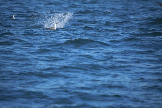 Red-throated loons in non-breeding plumage. Picture