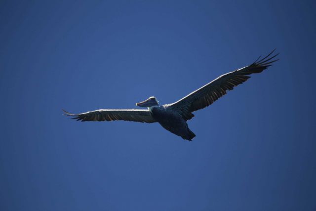 California brown pelican. Picture