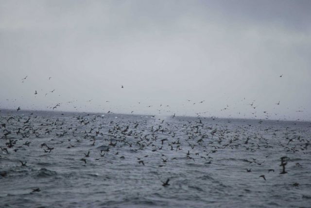 A profusion of sea birds with a blowing whale in the center. Picture