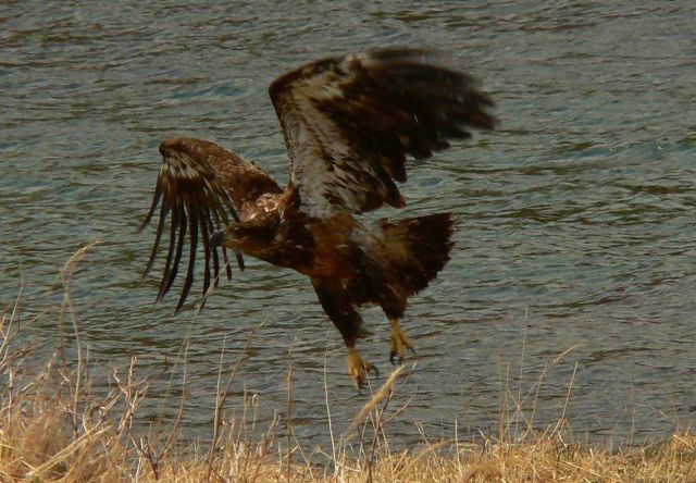 Young bald eagle taking flight. Picture