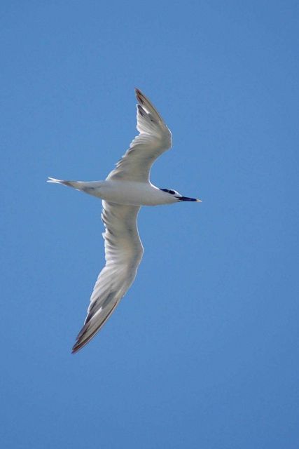 Tern in flight. Picture