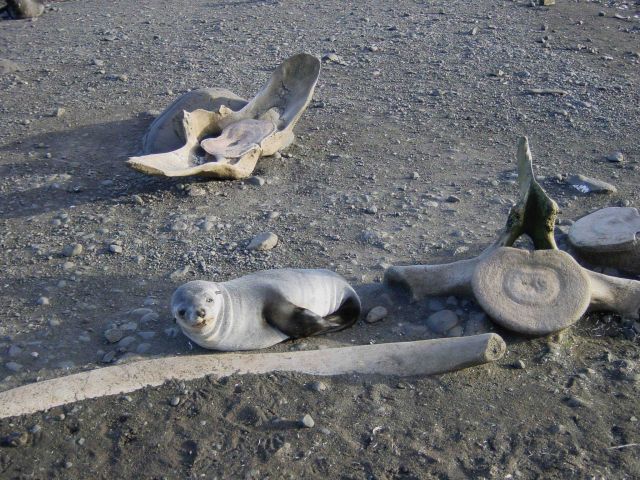 A seal pup snoozing by whale vertebrae and rib bones Picture