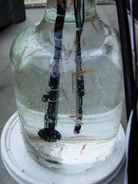 Live krill in aerated bottle Picture