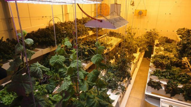 The greenhouse vegetable garden at South Pole Station. Picture