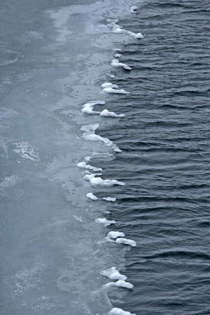Grease ice forming as the Arctic Ocean cools with the approaching winter Picture