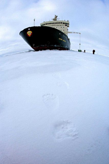 Polar bear (Ursus maritimus) tracks found near the KAPITAN DRANITSYN Picture