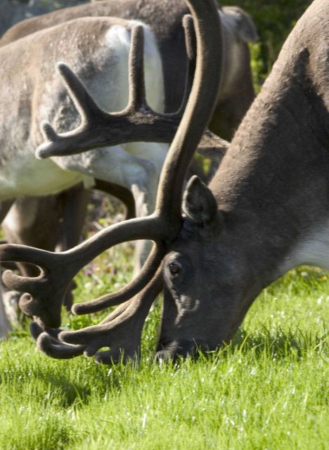 Reindeer at Kirkenes Picture