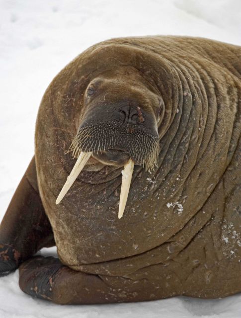 Walrus (Odobenus rosmarus rosmarus) hauled out on the ice Picture