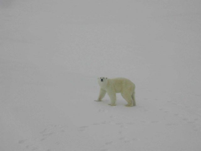 Polar bear (Ursus maritimus) walking on Arctic sea ice. Picture