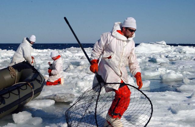 Researcher with net, moving to capture seal on ice berg. Picture