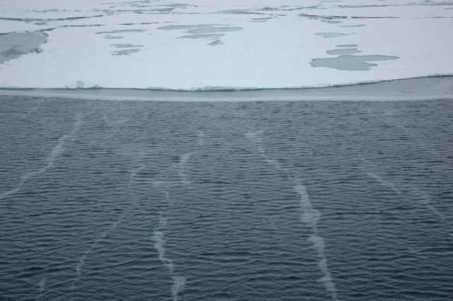 The fresh fallen snow accumulates in bands on the open water, while the blue and grey melt ponds and puddles cover parts of the ice floe in the backgr Picture