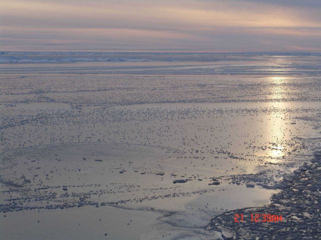 Frost flowers on nilas ice with brash ice in the lower right corner. Picture