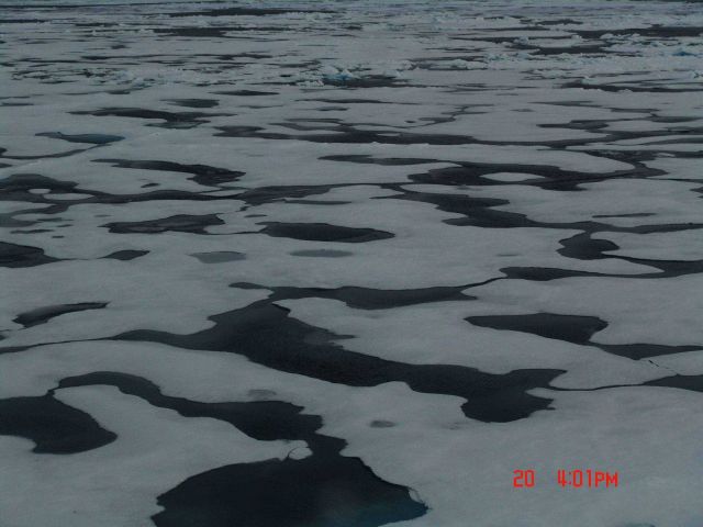 Interlocking melt ponds and ice floes in late summer. Picture