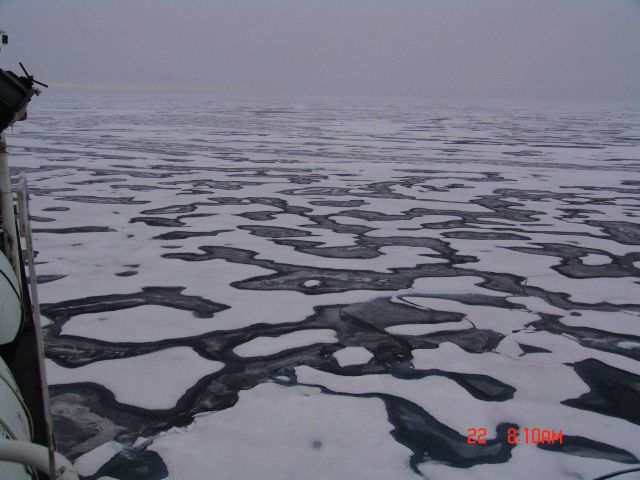 Interlocking melt ponds with new ice surface. Picture