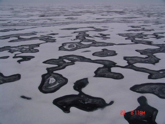 Melt ponds with new ice on surface. Picture