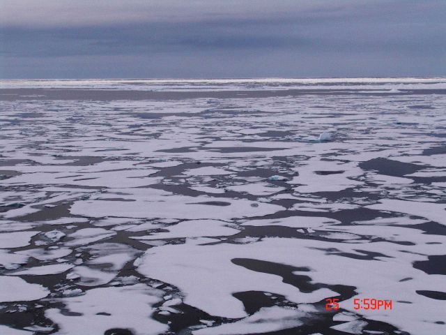 An area of first year ice floes Picture