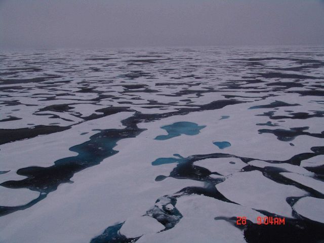 Refreezing melt ponds in multi-year ice. Picture