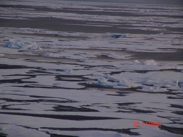 Relatively smooth ice floes in first-year ice. Picture