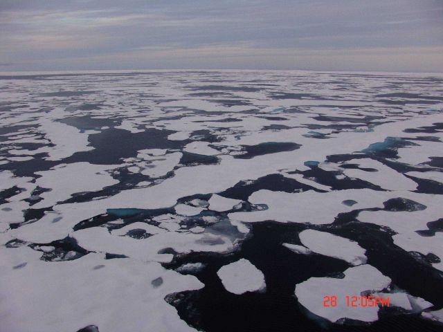 Relatively smooth ice floes in first-year ice. Picture