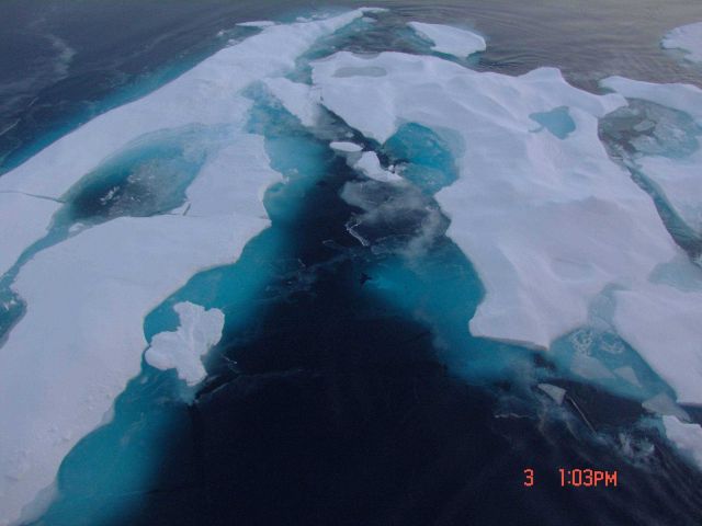Nilas ice forming between floes of multi-year ice. Picture