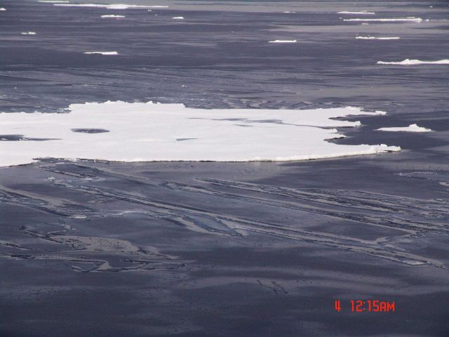 Nilas ice surrounding a floe. Picture