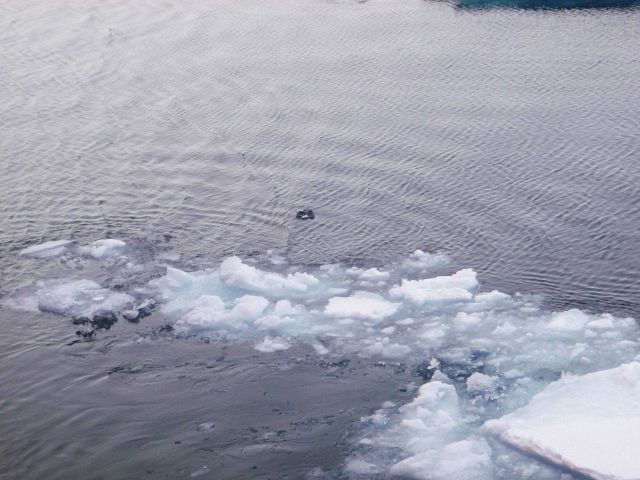 Brash ice with refraction pattern and frazil ice forming. Picture