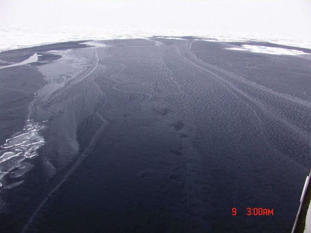 Nilas ice and gray ice in a polynya. Picture