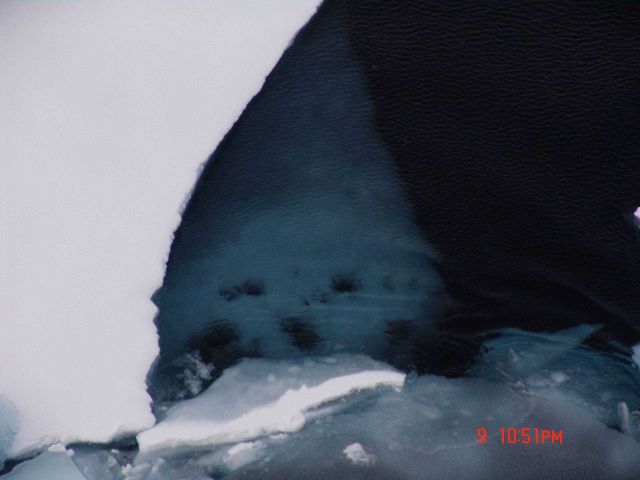 Caspar the Friendly Ghost looking up through the ice Picture
