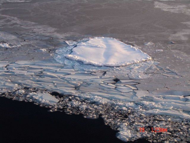 Brash ice accumulating on the edge of newly formed ice with an isolated floe frozen into the new ice. Picture