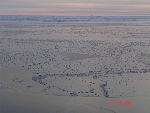 Large frost flowers on newly frozen ice with floes in the distance. Picture