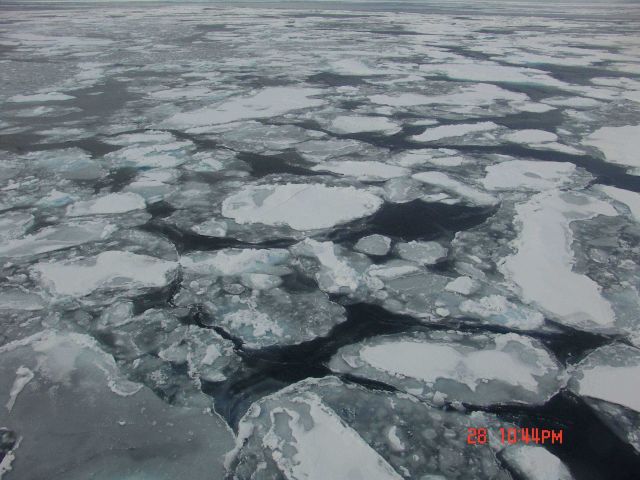 Large pancake floes Picture