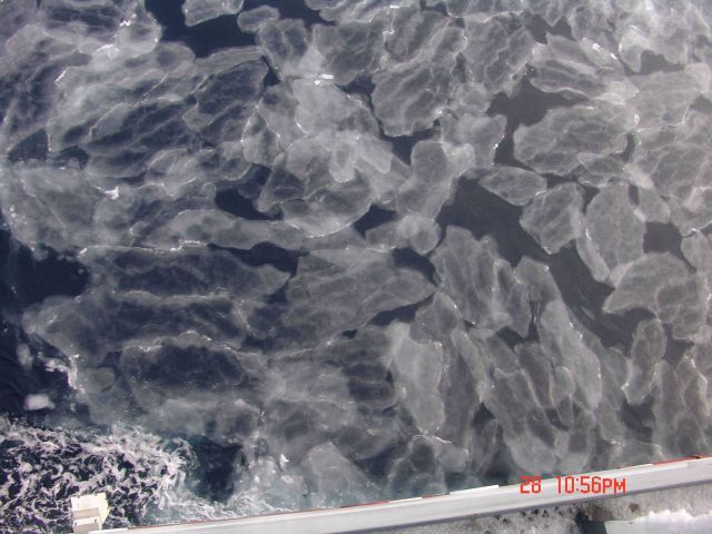 Interlocking pancake ice which with further freezing and jostling will form larger floes. Picture