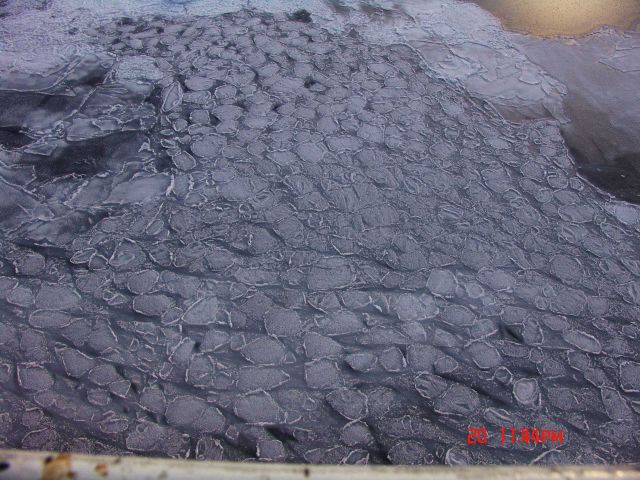 Pancake ice in a young ice field Picture