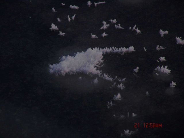 Frost flowers on frazil ice Picture