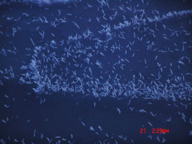 Ice crystals on nilas ice. Picture