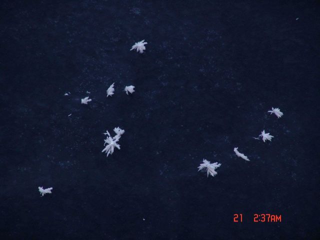 Frost flowers on frazil ice Picture